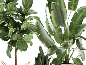plants tree in rattan basket for the interior 860 Modelo 3D
