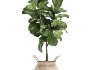 plants tree in rattan basket for the interior 860 Modelo 3D