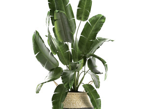 plants tree in rattan basket for the interior 860 Modelo 3D
