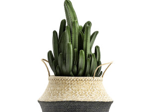 plants tree in rattan basket for the interior 860 Modelo 3D