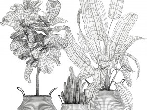 plants tree in rattan basket for the interior 860 Modelo 3D