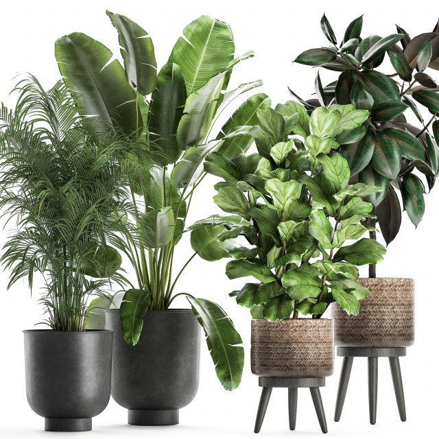 plants in a flowerpots for the interior 861 3D 模型 .c4d .max .obj .3ds .fbx .stl .blend 