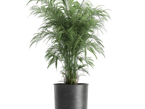 plants in a flowerpots for the interior 861 3D 模型