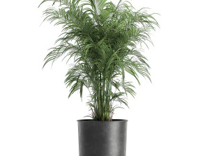 plantas em vasos para o interior 861 Modelo 3D