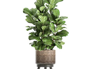 plantas em vasos para o interior 861 Modelo 3D