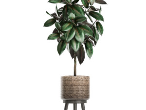 plants in a flowerpots for the interior 861 3D 模型