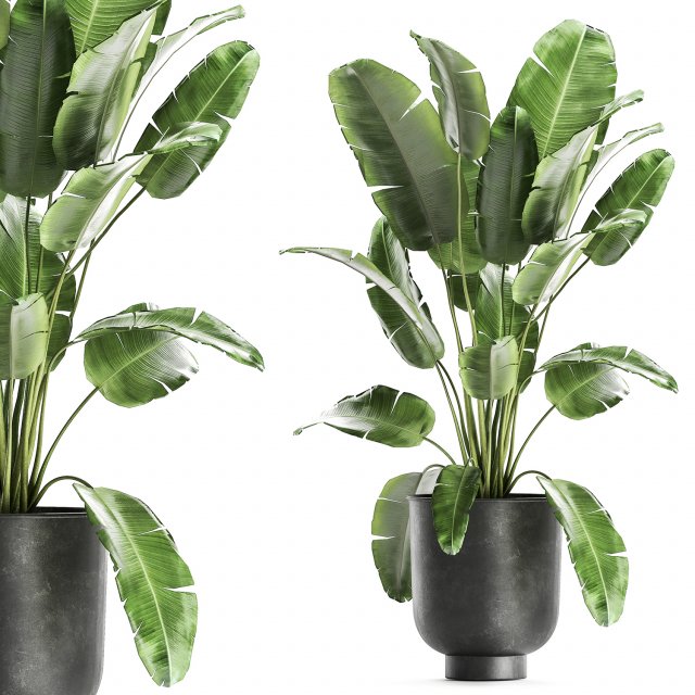 banana bush in a pot for the interior 862 Modelo 3D .c4d .max .obj .3ds .fbx .stl .blend 