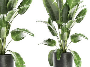 banana bush in a pot for the interior 862 3D 模型