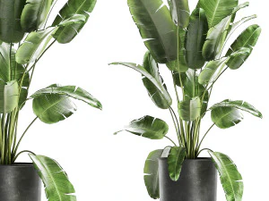 室内花盆中的香蕉丛 862 3D 模型