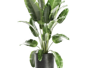 banana bush in a pot for the interior 862 Modelo 3D