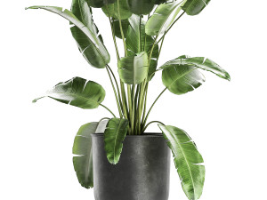 banana bush in a pot for the interior 862 Modelo 3D
