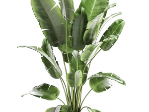 banana bush in a pot for the interior 862 Modelo 3D