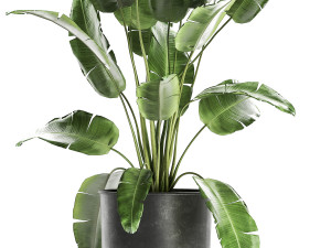 banana bush in a pot for the interior 862 Modelo 3D