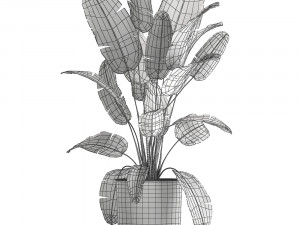 banana bush in a pot for the interior 862 Modelo 3D