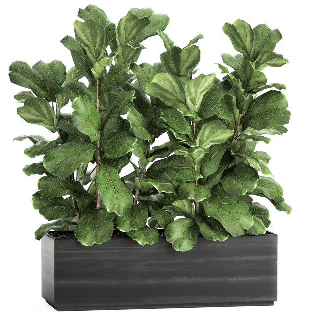 ficus lyrata trees in a pot for the interior 863 3D Модель .c4d .max .obj .3ds .fbx .stl .blend 