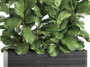 ficus lyrata trees in a pot for the interior 863 3D Модель