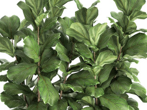 ficus lyrata trees in a pot for the interior 863 3D Модель