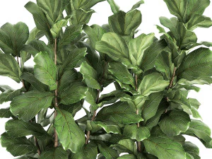 ficus lyrata trees in a pot for the interior 863 3D Model