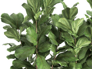 ficus lyrata trees in a pot for the interior 863 3D Модель