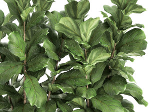 ficus lyrata trees in a pot for the interior 863 3D Модель