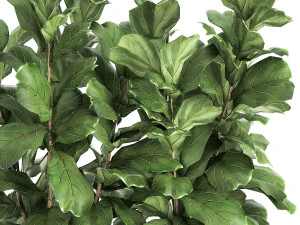 ficus lyrata trees in a pot for the interior 863 3D Model