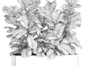 ficus lyrata trees in a pot for the interior 863 3D Модель