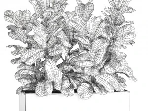 ficus lyrata trees in a pot for the interior 863 3D Model