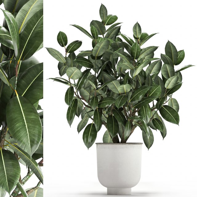 ficus tree in a pot for the interior 864 3D 模型 .c4d .max .obj .3ds .fbx .stl .blend 