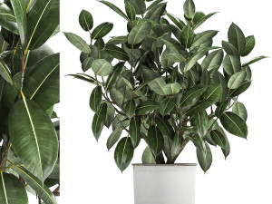ficus tree in a pot for the interior 864 3D मॉडल