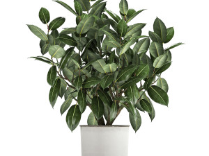ficus tree in a pot for the interior 864 3D 模型