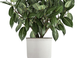 ficus tree in a pot for the interior 864 3D 模型