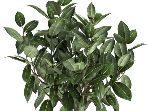 ficus tree in a pot for the interior 864 3D 模型