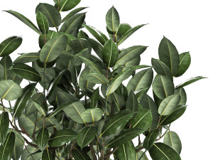 ficus tree in a pot for the interior 864 3D 模型