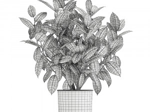 ficus tree in a pot for the interior 864 3D 模型