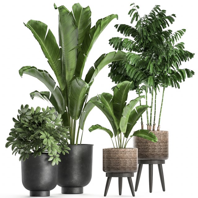 plants in a flowerpots for the interior 865 Model 3D .c4d .max .obj .3ds .fbx .stl .blend 
