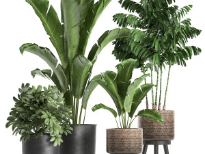 plants in a flowerpots for the interior 865 Model 3D