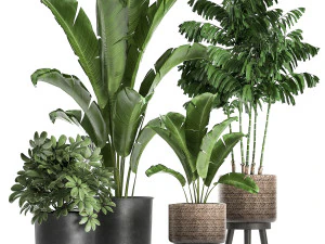 plants in a flowerpots for the interior 865 3D Model