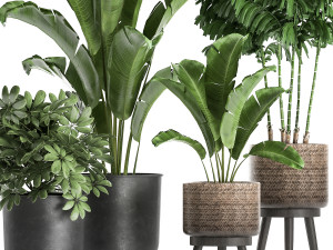 plants in a flowerpots for the interior 865 Model 3D