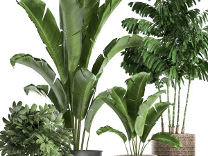plants in a flowerpots for the interior 865 3D Model
