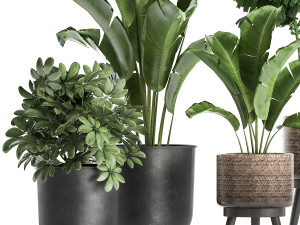 plants in a flowerpots for the interior 865 Model 3D