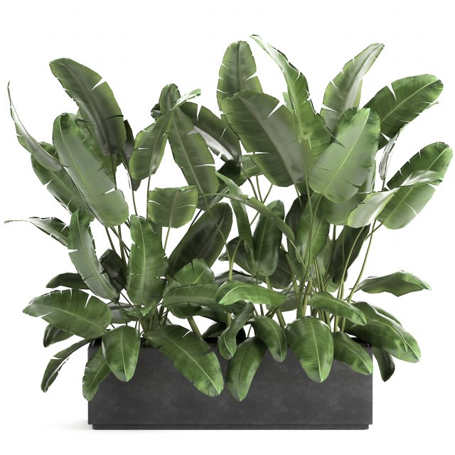 banana bush in a pot for the interior 866 Modèle 3D .c4d .max .obj .3ds .fbx .stl .blend 