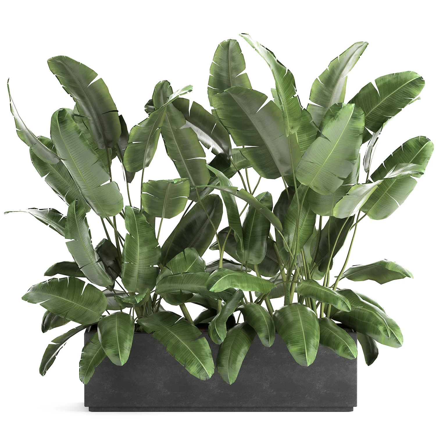 banana bush in a pot for the interior 866 3D Model .c4d .max .obj .3ds .fbx .stl .blend 