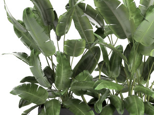 banana bush in a pot for the interior 866 Modèle 3D