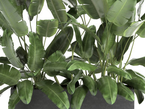 banana bush in a pot for the interior 866 Modèle 3D