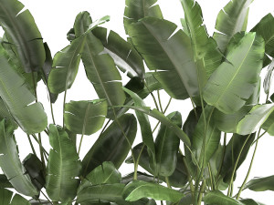 banana bush in a pot for the interior 866 Modèle 3D
