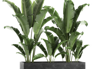 banana bush in a pot for the interior 867 3D Model