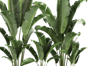 banana bush in a pot for the interior 867 Model 3D