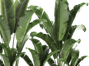 banana bush in a pot for the interior 867 Model 3D