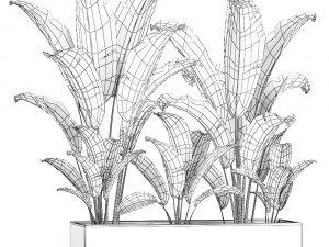 banana bush in a pot for the interior 867 Model 3D