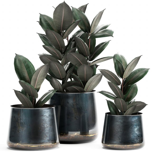 ficus trees in a pot for the interior 868 Model 3D .c4d .max .obj .3ds .fbx .stl .blend 